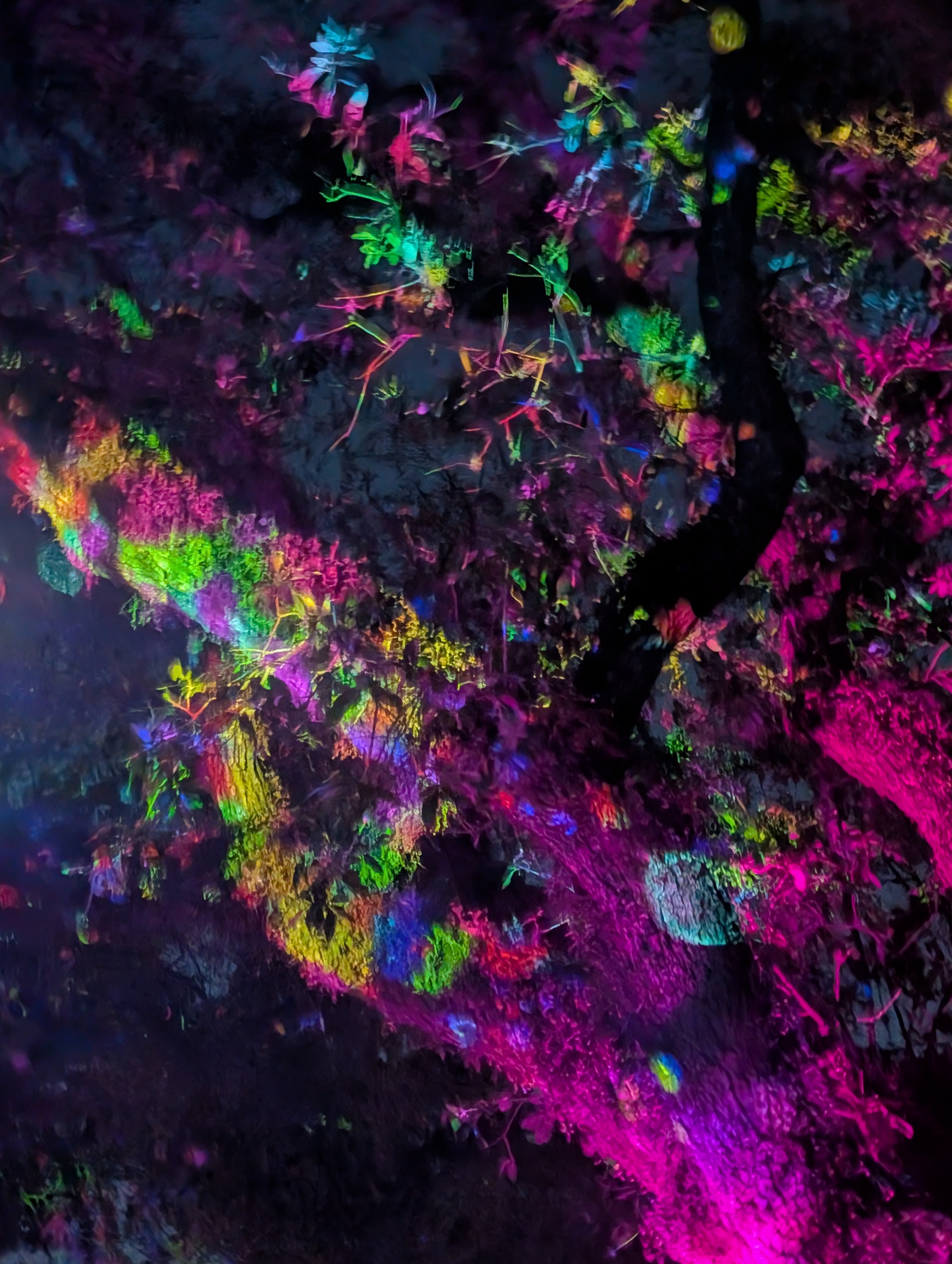 Signal - Psychedelic Tree Visuals